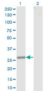 CLTA Monoclonal Antibody (4D5)