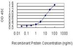 CLTB Antibody in ELISA (ELISA)