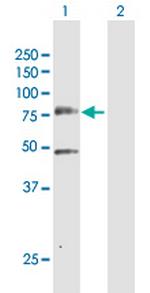 PLK3 Antibody in Western Blot (WB)