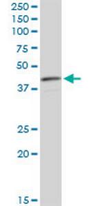 CNN3 Monoclonal Antibody (4C4)