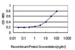 COL4A6 Antibody in ELISA (ELISA)