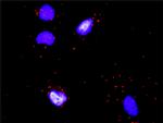 COL4A6 Antibody in Proximity Ligation Assay (PLA) (PLA)