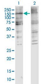 COL5A2 Polyclonal Antibody, MaxPab™
