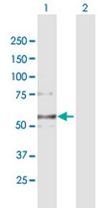COL6A2 Polyclonal Antibody, MaxPab™