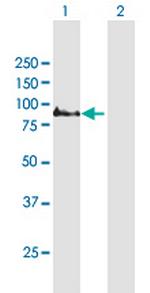 COMP Polyclonal Antibody, MaxPab™