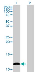 COX6B1 Monoclonal Antibody (2D3)