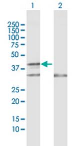 COX10 Polyclonal Antibody, MaxPab™