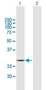 COX11 Polyclonal Antibody, MaxPab™