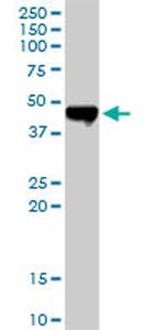 CPA2 Antibody in Western Blot (WB)