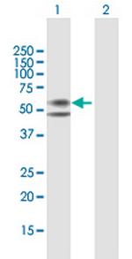 CPM Polyclonal Antibody, MaxPab™