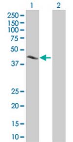 CREB1 Antibody in Western Blot (WB)