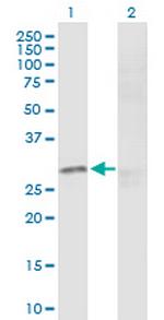 CREB1 Antibody in Western Blot (WB)