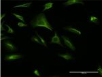 CREBL1 Monoclonal Antibody (4D10)