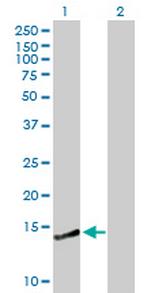 CREBL2 Polyclonal Antibody, MaxPab™