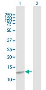 CREBL2 Polyclonal Antibody, MaxPab™