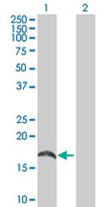 CREM Polyclonal Antibody, MaxPab™