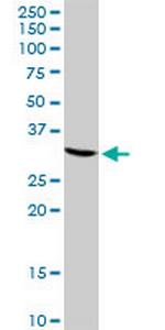 CREM Polyclonal Antibody, MaxPab™