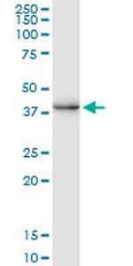 CREM Antibody in Western Blot (WB)