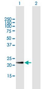 CRK Polyclonal Antibody, MaxPab™