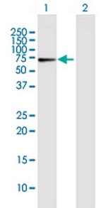 CRY1 Polyclonal Antibody, MaxPab™