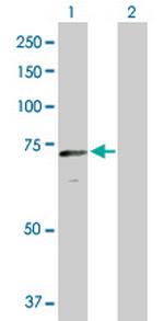 CRY2 Polyclonal Antibody, MaxPab™