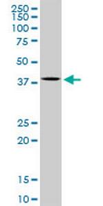 MAPK14 Antibody in Western Blot (WB)