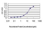 CSE1L Antibody in ELISA (ELISA)