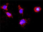 CSNK1D Antibody in Proximity Ligation Assay (PLA) (PLA)