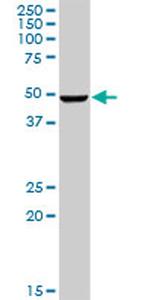CSNK1G2 Antibody in Western Blot (WB)