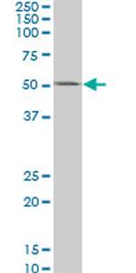 CSNK1G2 Antibody in Western Blot (WB)