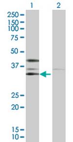 CSNK2A2 Polyclonal Antibody, MaxPab™