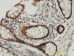 CSTB Antibody in Immunohistochemistry (Paraffin) (IHC (P))
