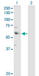 CSTF2 Polyclonal Antibody, MaxPab™