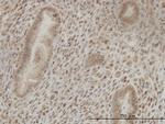 CSTF2 Monoclonal Antibody (3D1-3A6)