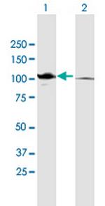 CTNNA2 Polyclonal Antibody, MaxPab™