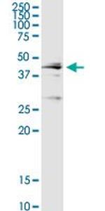 CTSD Antibody in Western Blot (WB)