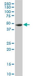 CTSD Antibody in Western Blot (WB)