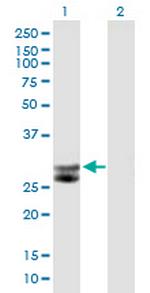 CTSG Polyclonal Antibody, MaxPab™