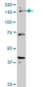 CUTL1 Monoclonal Antibody (2D10)
