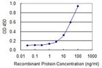 TEX28 Antibody in ELISA (ELISA)