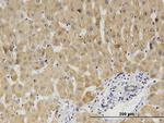 CYB5A Antibody in Immunohistochemistry (Paraffin) (IHC (P))