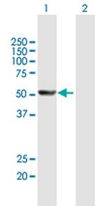 CYP1A2 Polyclonal Antibody, MaxPab™