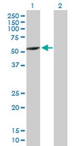 CYP2A7 Polyclonal Antibody, MaxPab™