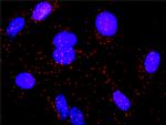 DAF Antibody in Proximity Ligation Assay (PLA) (PLA)