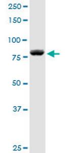 DGKA Polyclonal Antibody, MaxPab™