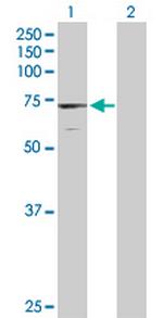 DAXX Antibody in Western Blot (WB)