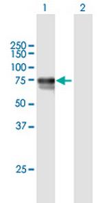 DBH Polyclonal Antibody, MaxPab™