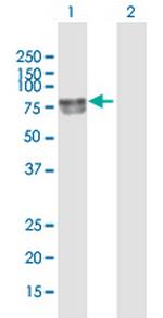DBH Polyclonal Antibody, MaxPab™