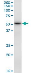 DBT Polyclonal Antibody, MaxPab™