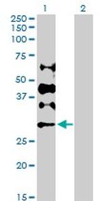 DCK Antibody in Western Blot (WB)